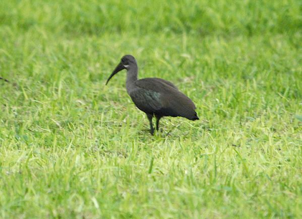 Ibis hagedash, Bostrychia hagedash, Hadeda Ibis