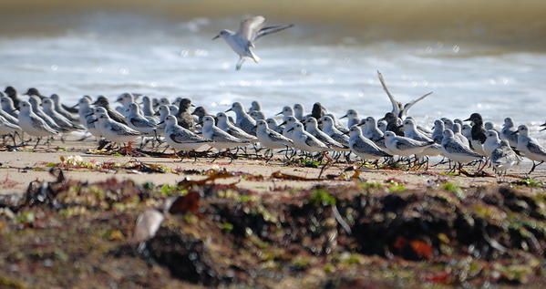 Bécasseaux sanderling (Calidris alba) et Tournepierre à collier (Arenaria interpres)