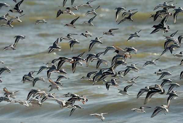 Bécasseaux sanderling (Calidris alba) et Tournepierre à collier (Arenaria interpres)