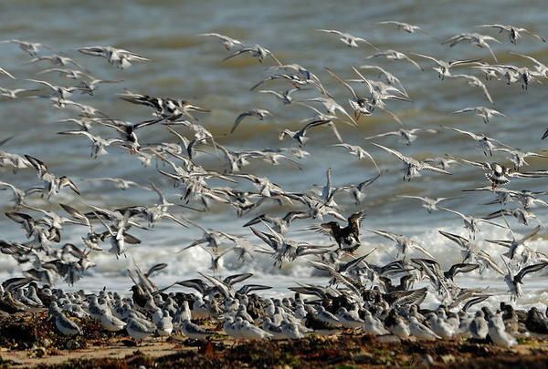 Bécasseaux sanderling (Calidris alba) et Tournepierre à collier (Arenaria interpres)