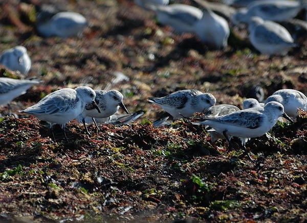 Bécasseaux sanderling (Calidris alba)