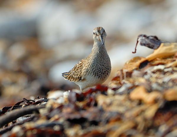 Bécasseau tacheté (Calidris melanotos)