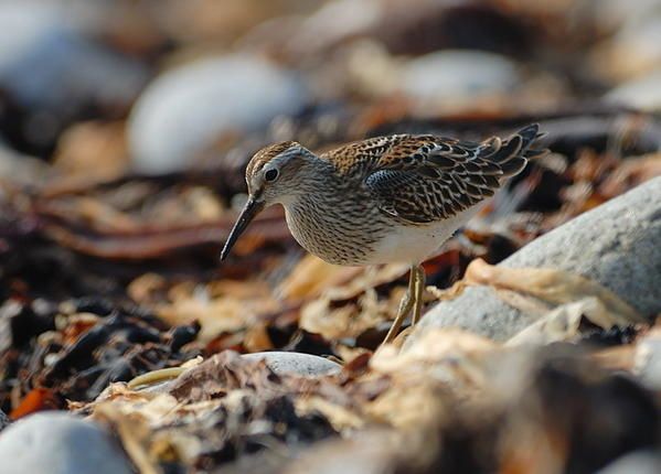 Bécasseau tacheté (Calidris melanotos)