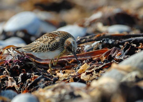Bécasseau tacheté (Calidris melanotos)