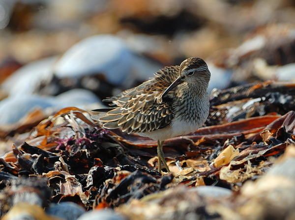 Bécasseau tacheté (Calidris melanotos)
