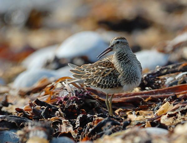 Bécasseau tacheté (Calidris melanotos)