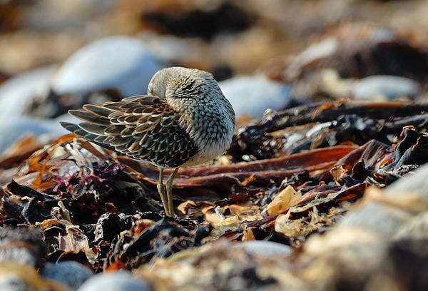 Bécasseau tacheté (Calidris melanotos)