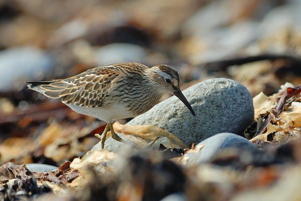 Bécasseau tacheté (Calidris melanotos)
