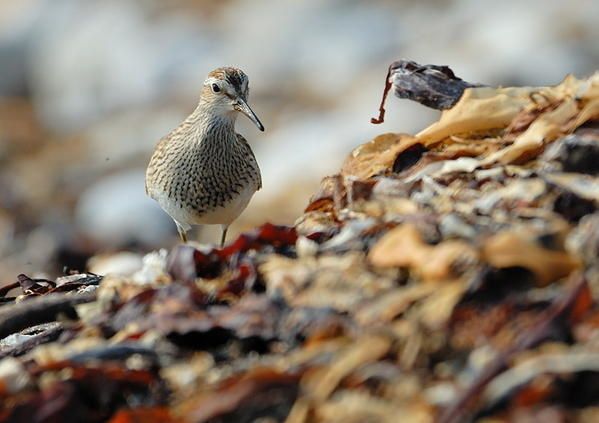 Bécasseau tacheté (Calidris melanotos)