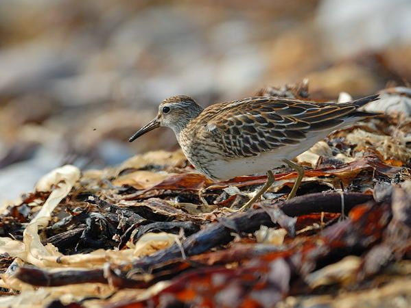Bécasseau tacheté (Calidris melanotos)