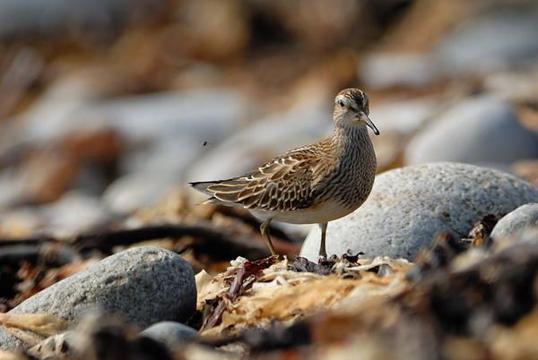 Bécasseau tacheté (Calidris melanotos)