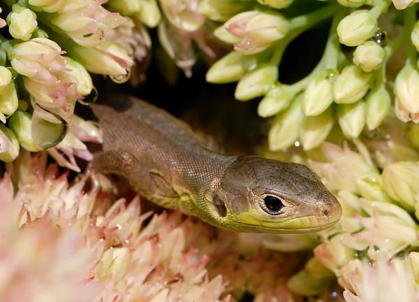 Lézard vert (Lacerta bilineata) juvénile