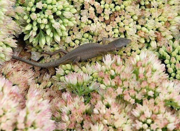 Lézard vert (Lacerta bilineata) juvénile
