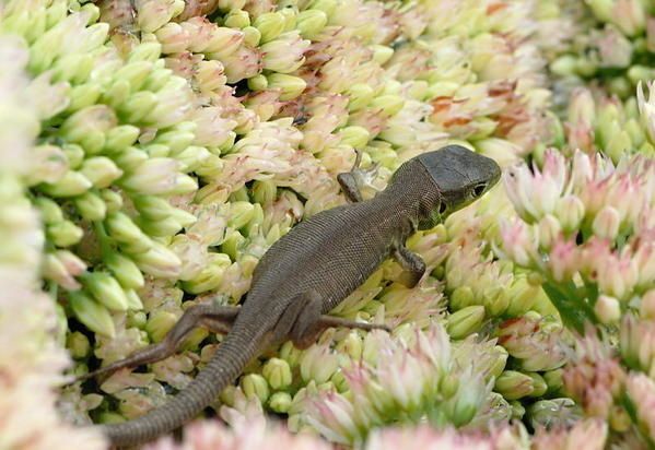 Lézard vert (Lacerta bilineata) juvénile