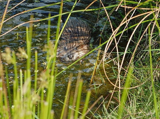 Ondatra zibethicus null