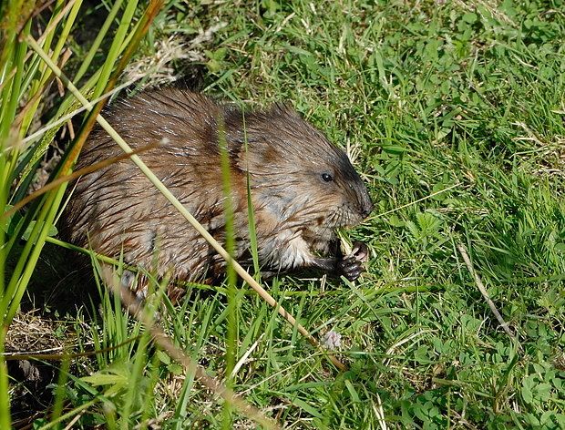 Ondatra zibethicus null