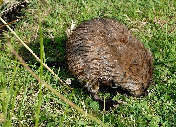 Ondatra zibethicus null