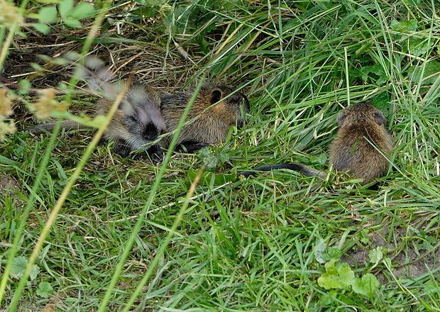 Myocastor coypus null