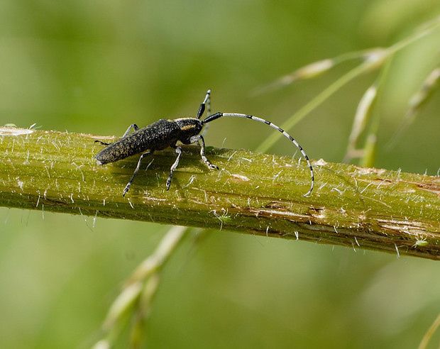 Agapanthia villosoviridescens