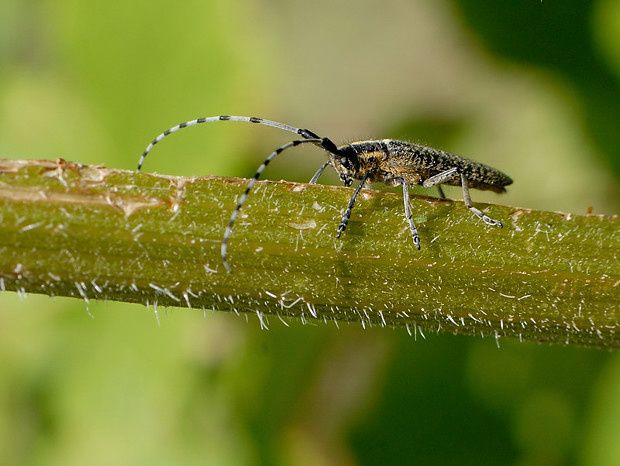 Agapanthia villosoviridescens