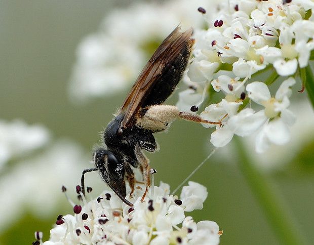 Andrena sp null