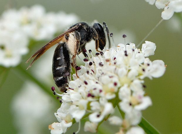 Andrena sp null