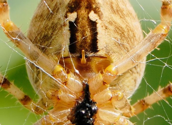 Araneus diadematus F6 20120902