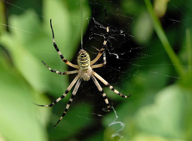 Argiope bruennichi null