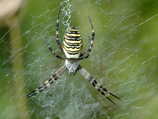 Argiope bruennichi null