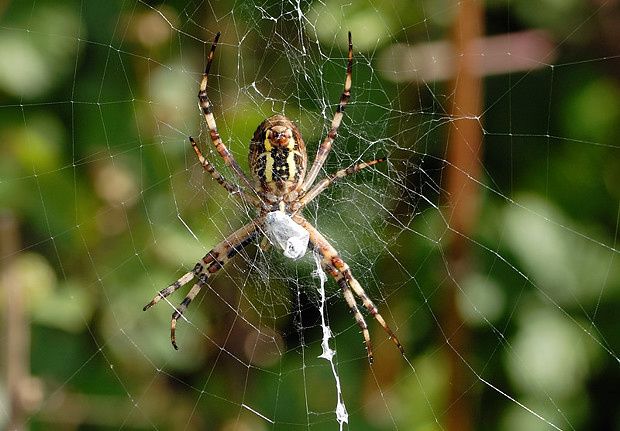 Argiope bruennichi null