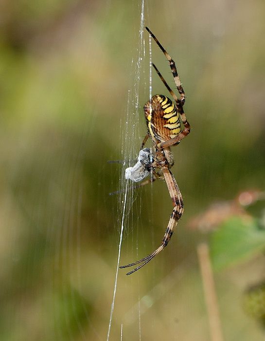 Argiope bruennichi null
