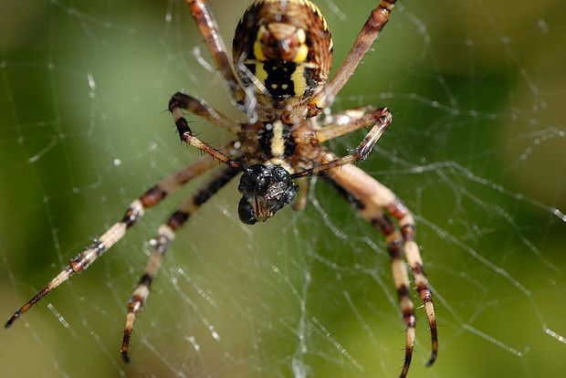 Argiope bruennichi null