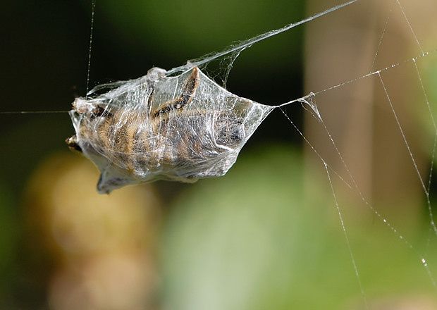 Argiope bruennichi, proie null