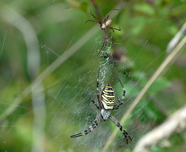 Argiope bruennichi null