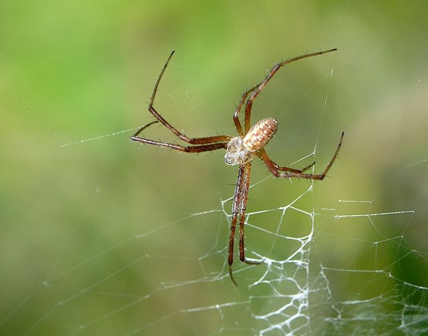 Argiope bruennichi null