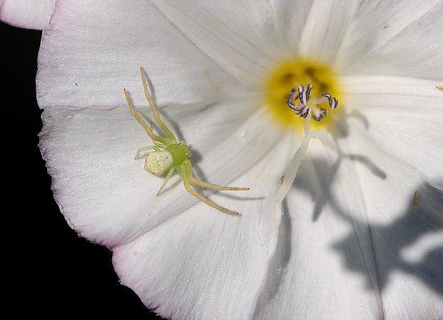 Diaea dorsata null
