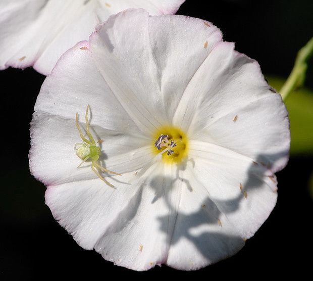 Diaea dorsata null