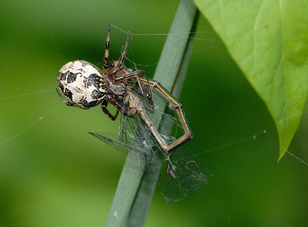 Larinioides cornutus null
