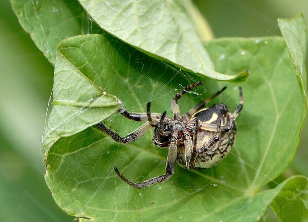 Larinioides cornutus null