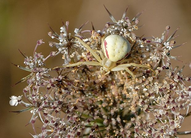 Misumena vatia null