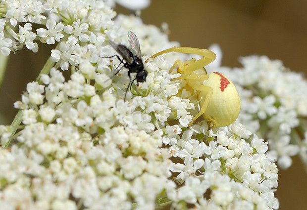 Misumena vatia null