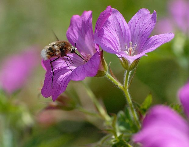 Bombylius cruciatus null