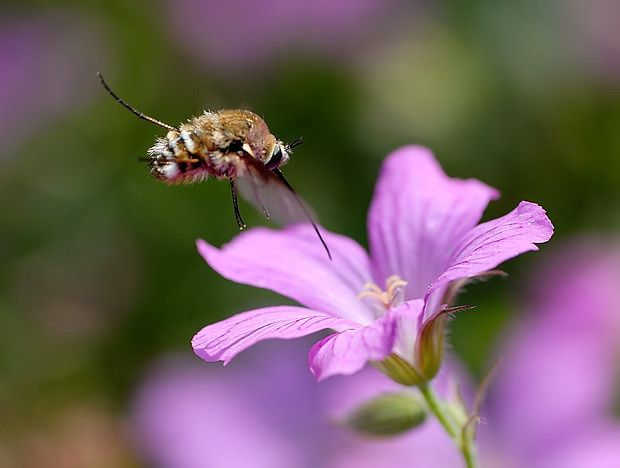 Bombylius cruciatus null