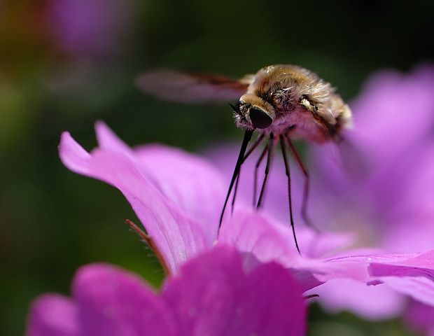 Bombylius cruciatus null