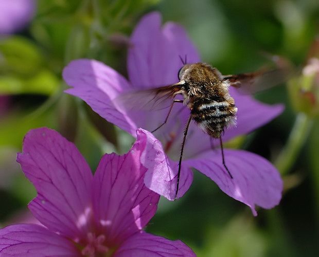 Bombylius cruciatus null