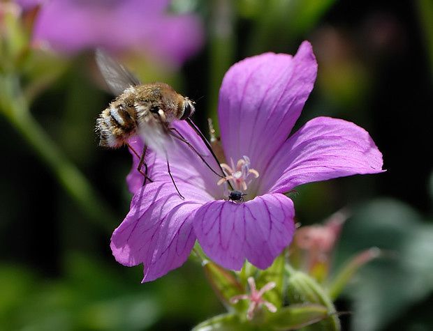 Bombylius cruciatus null