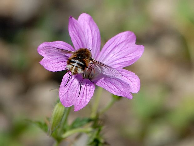 Bombylius cruciatus null