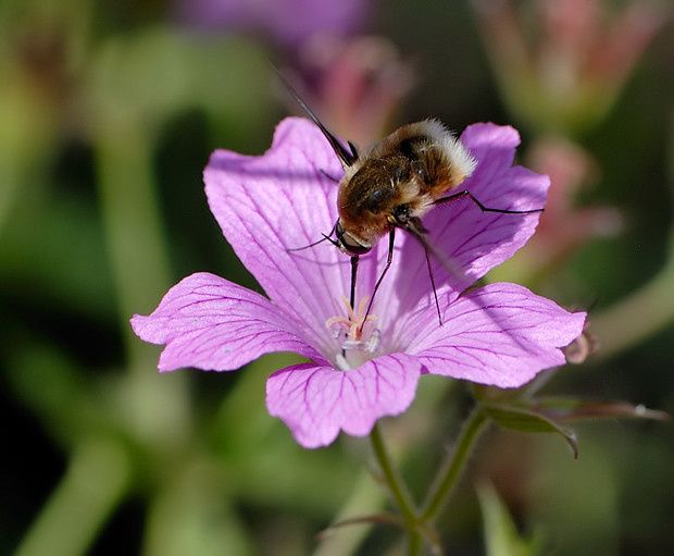 Bombylius cruciatus null