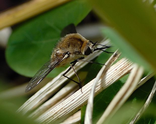 Bombylius cruciatus null