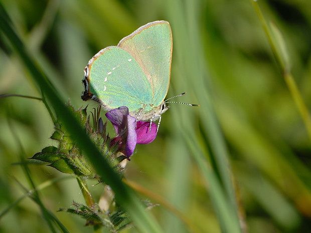 Callophrys rubi